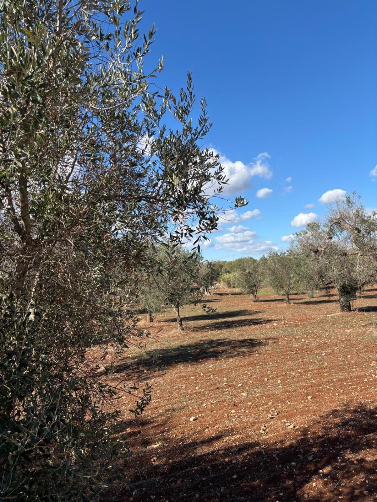 Trullo Gritti All'Antico Uliveto San Michele Salentino Exterior foto