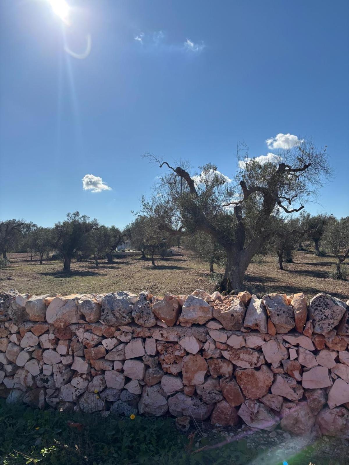 Trullo Gritti All'Antico Uliveto San Michele Salentino Exterior foto